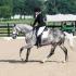 Tennessean Dressage Shows